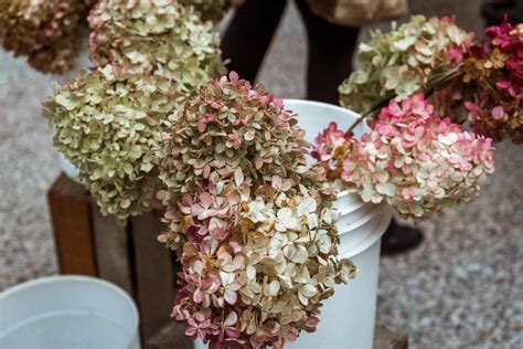 Magical candle hydrangeaa